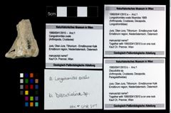 Foto (Objekt + Etikett) von Discutiolira sp.  (NHMW-GEO-1990-0041-3910b)